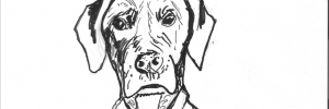 illustration: Dogs from the shelter in Barcelona